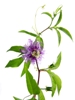 03/05/2011- Infuso di Passiflora migliora la qualità del sonno percepita.